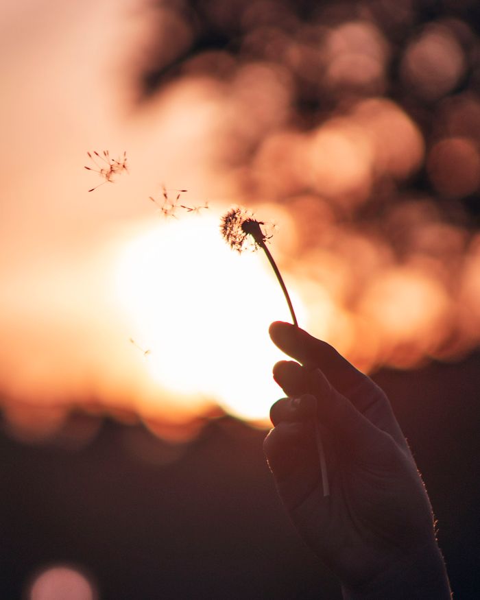 pexels-photo-2980635 A hand holds a dandelion silhouette against a vibrant Chicago sunset sky.